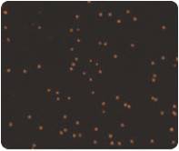 2000AOPI-PI-RED.jpg 2000AOPI-PI-RED.jpg